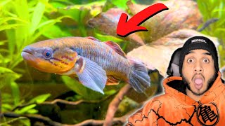 Adding a Snakehead Gudgeon into my Community Aquarium [upl. by Riebling]