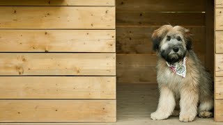 How to Play With Your Soft Coated Wheaten Terrier [upl. by Shalom]