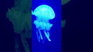 How Jellyfish can injure humans [upl. by Alial236]