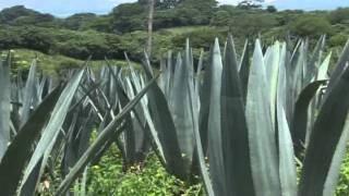 EL AGAVE O MAGUEY [upl. by Anella]