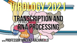 Virology Lectures 2021 7 Transcription and RNA Processing [upl. by Hsot]