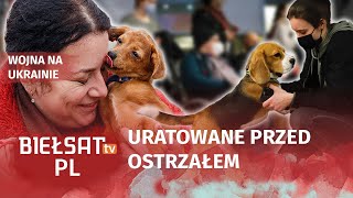 Piesek Kuba uratowany przed wojną Polska firma pomaga zwierzakom z Ukrainy [upl. by Dremann67]