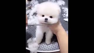 Bichon frise pup grooming video [upl. by Stag]