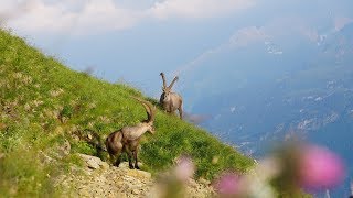 UNESCO Biosphäre Entlebuch  SteinbockTrek [upl. by Thaddeus499]