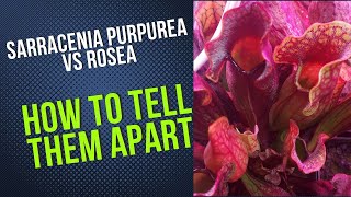 How To Tell Sarracenia Purpurea and Sarracenia Rosea Apart [upl. by Siaht]