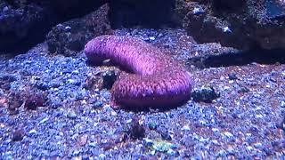 Pinkfish Sea Cucumber Holothuria edulis [upl. by Garnes]