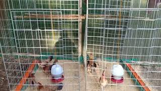 Selected pullets for early bird breedingjerselchickenbreeder shorts [upl. by Mayberry]