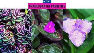 Tradescantia Varieties A to Z [upl. by Mahmud]