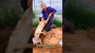 I found a foxHe gets stuck in the hole youtubeshorts viralvideo sort [upl. by Lemrahs619]