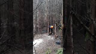 Lantra Chainsaw Training Basic Felling Mandy Hollis [upl. by Kordula663]