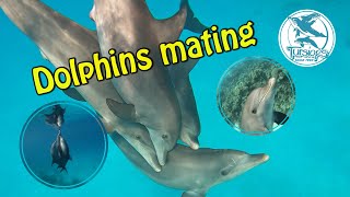 Dolphins mating [upl. by Milicent]