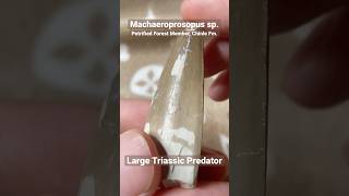 Machaeroprosopus Phytosaur Fossil Tooth [upl. by Hands167]