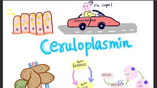 Ceruloplasmin [upl. by Nedak]