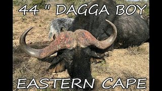 Cape Buffalo Hunting  Dagga Boy Hunting  Africa  Safari  Buffalo Charge [upl. by Saleme456]