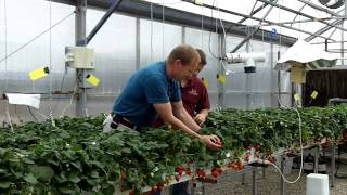 Video 9 Arizona Strawberry Harvesting Guidelines [upl. by Robma432]