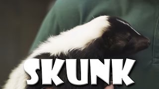 Animal Fact Friday  Striped Skunks [upl. by Roer]