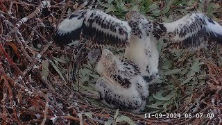 SE33 is 5 week old today 🥳 SeaEagleCAM4 Live Stream  11092024 [upl. by Lyckman949]