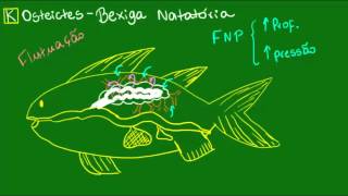 Bexiga natatória  Vertebrados  Biologia [upl. by Annatsirhc769]