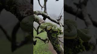 Bamboo Pit Viper  Snakes of India  Dhakgad Fort shorts youtubeshorts snake [upl. by Nelac342]