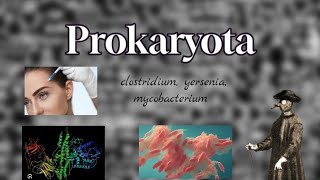 Prokaryota  šestá část clostridium yersenia mycobacterium [upl. by Clarkson]