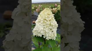 Гортензия Hydrangea paniculata Quick Fire Fab [upl. by Dnalram]