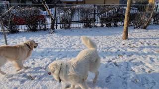 Maremma Sheepdog plays with Golden Retriever [upl. by Aretina179]