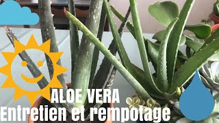 🌵 ALOE VERA  Mes conseils dentretien et Rempotage  PLANTE SUCCULENTE  PLANTE D’INTÉRIEUR [upl. by Arline]