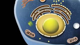 Golgi Apparatus Lysosome and Centriole  Structure and functions [upl. by Henigman]