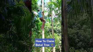 How To Climbing Betel Nut Treeसुपारी गाछ कैसेन चाडेन [upl. by Barr]