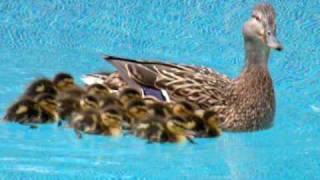 Ducks enjoying our swimming pool [upl. by Arraeis]