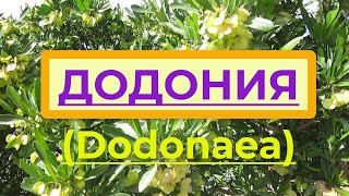 Флора Израиля Додонея Dodonaea вечнозеленый кустарник для живых изгородей и как комнатное растен [upl. by Martguerita70]