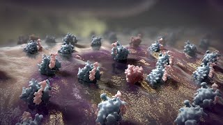 Apoptosis Animation [upl. by Sihon]