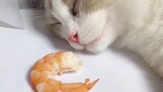 Cat vs Shrimp 😂😂😂😂😂😅😅😅😅 [upl. by Quinta]