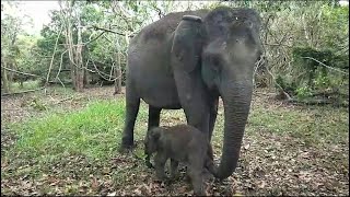 Critically endangered Sumatran elephant born in Indonesia  AFP [upl. by Ahsrav]