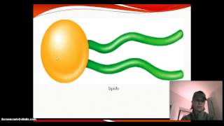 macromolecule chart [upl. by Friedland]