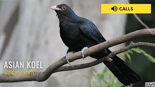 Asian Koel Singing  Nature Web [upl. by Mayhew342]