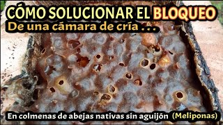 ‼️🐝BLOQUEO DE COLMENAS en abejas Melipona [upl. by Stearns]