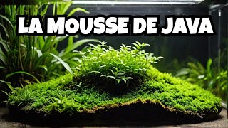 MOUSSE DE JAVA comment la faire pousser [upl. by Irual]