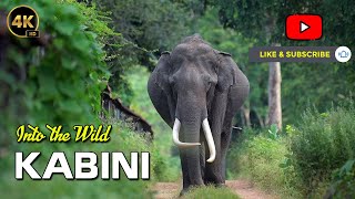 Into the Wild  Kabini  ಕಾಕನಕೋಟೆ ಕಾಡು  Exploring the Wildlife of Kabini kabinisafari kabiniwild [upl. by Handal]