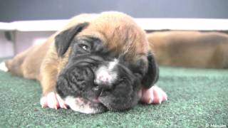 Boxer Puppies Begin to See in HD [upl. by Howes]