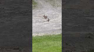 Cute cottontails dusting themselves [upl. by Teena]