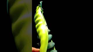 Tall Pea Pod by Randy Walker glassart artcollector contemporaryart peapod [upl. by Elwin458]