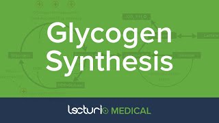 Glycogen Synthesis  Glycogen Metabolism  Biochemistry [upl. by Garvin324]