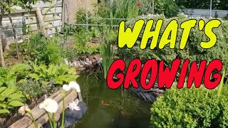 ALLOTMENT GARDENING FOR BEGINNERS  WHATS GROWING AND STARTING THE CHICKEN RUN BUILD [upl. by Ressay64]