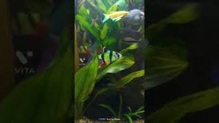 Green Tiger Barb 🐠🐠🐠🐠 [upl. by Onifur]