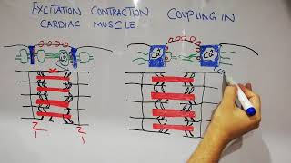 CVS physiology lecture 3  Excitaion contraction coupling process of cardiac muscles [upl. by Otreblaug]