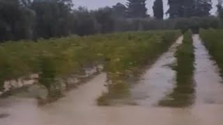 Nubifragio a Bolgheri le vigne sottacqua allarme per il Cabernet [upl. by Eilerua376]