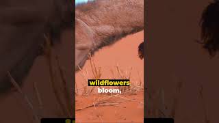 Kalahari Desert The Hidden Oasis short facts africa kalahari [upl. by Derej]