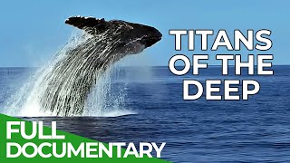 Titans of the Deep  The Fascinating World of Whales  Free Documentary Nature [upl. by Potash]