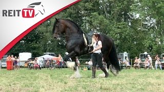 Rasseportrait  Das Shire Horse  Zu Besuch auf der Oakstead Shire Show [upl. by Nels]